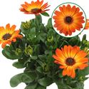 Bild von Osteospermum  P12 Amalia (oranje)